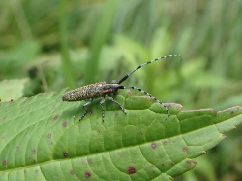 Agapanthia villosoviridescens